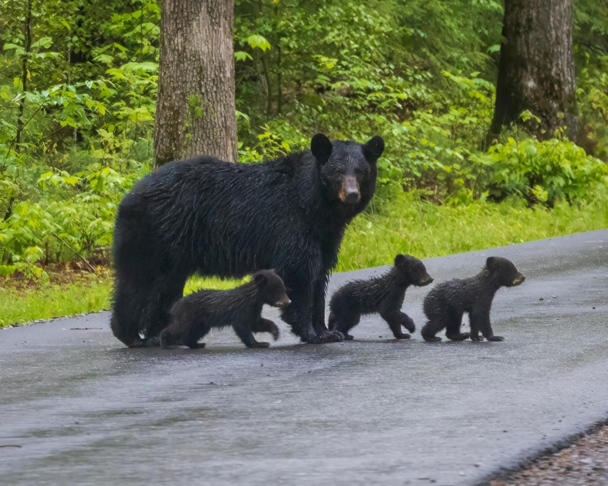 Smoky Bear Lodge With Guest House, Hot Tub, 1089 Free Tickets Each Paid Day, Dollywood And More Sevierville Luaran gambar